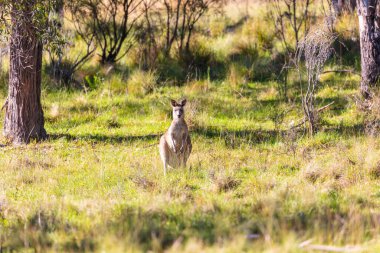 Avustralya 'daki Mavi Dağlar' da güneşli bir günde çalılıktaki çimenli bir tarlada duran Avustralyalı bir kangurunun fotoğrafı..