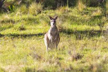 Avustralya 'daki Mavi Dağlar' da güneşli bir günde çalılıktaki çimenli bir tarlada duran Avustralyalı bir kangurunun fotoğrafı..