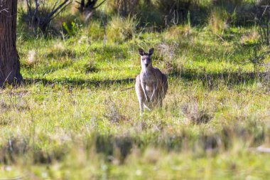 Avustralya 'daki Mavi Dağlar' da güneşli bir günde çalılıktaki çimenli bir tarlada duran Avustralyalı bir kangurunun fotoğrafı..