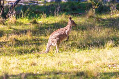 Avustralya 'daki Mavi Dağlar' da güneşli bir günde çalılıktaki çimenli bir tarlada duran Avustralyalı bir kangurunun fotoğrafı..