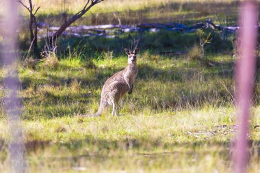 Avustralya 'daki Mavi Dağlar' da güneşli bir günde çalılıktaki çimenli bir tarlada duran Avustralyalı bir kangurunun fotoğrafı..