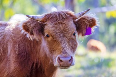 Avustralya 'nın NSW kentindeki Mavi Dağlar' da gün ışığında yeşil bir tarımsal çayırda genç ve meraklı bir kahverengi ineğin fotoğrafı..