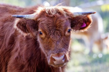 Avustralya 'nın NSW kentindeki Mavi Dağlar' da gün ışığında yeşil bir tarımsal çayırda genç ve meraklı bir kahverengi ineğin fotoğrafı..