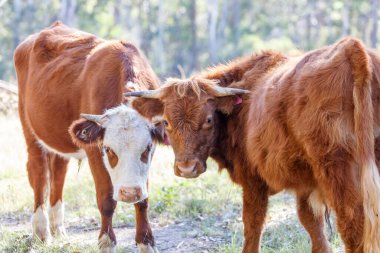 Avustralya 'nın NSW kentindeki Mavi Dağlar' daki yeşil tarımsal bir çayırda ağırdan alan bazı kahverengi ineklerin fotoğrafı..