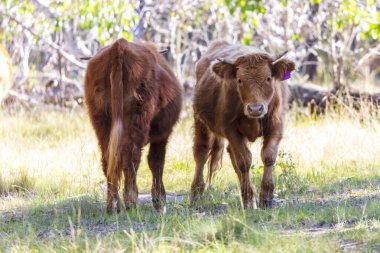Avustralya 'nın NSW kentindeki Mavi Dağlar' daki yeşil tarımsal bir çayırda ağırdan alan bazı kahverengi ineklerin fotoğrafı..