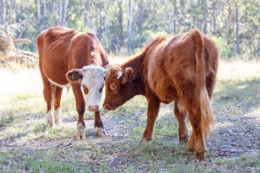 Avustralya 'nın NSW kentindeki Mavi Dağlar' daki yeşil tarımsal bir çayırda ağırdan alan bazı kahverengi ineklerin fotoğrafı..