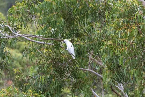 Avustralya 'nın NSW kentindeki Mavi Dağlar' daki bir vadinin yakınındaki bir gün ışığında bir okaliptüs ağacında yaprak yiyen bir Sülfür Tepeli Kakadunun fotoğrafı..