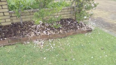 Avustralya 'nın NSW kentindeki Mavi Dağlar' da rüzgarlı bir günde çalıların arasından savrulan pembe çiçek yapraklarının görüntüsü..