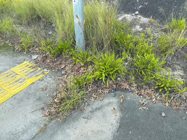 Çimenli otların ve ölü yaprakların bir dizi fotoğrafı beton yaya yolunun yakınındaki galvanize çelik tabela direğinin etrafında yerde yatıyor..