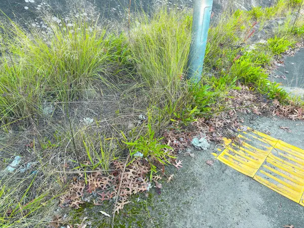 Çimenli otların ve ölü yaprakların bir dizi fotoğrafı beton yaya yolunun yakınındaki galvanize çelik tabela direğinin etrafında yerde yatıyor..