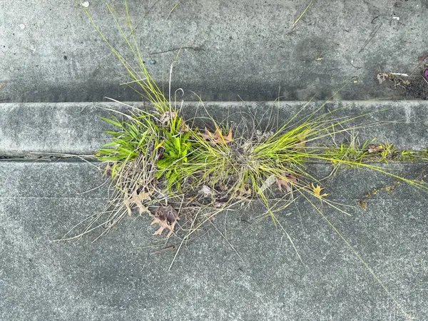 Beton bir yaya yolunda çimen ve yabani otların büyüdüğü bir yer..