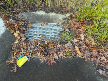 Avustralya 'nın NSW kentindeki Mavi Dağlar' da, yol kenarındaki bir su giderinin yakınındaki yeşil bitkilerin yakınındaki ıslak kahverengi yaprakların fotoğrafı..