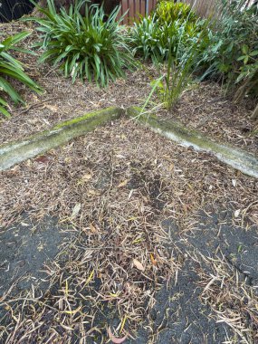 Avustralya 'nın NSW kentindeki Mavi Dağlar' daki küçük bir otoparkta yeşil bitkilerin yanında yerde yatan ölü kahverengi yaprakların fotoğrafı..
