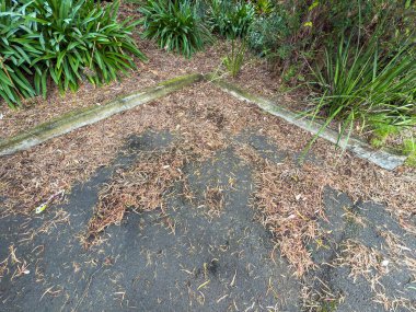 Avustralya 'nın NSW kentindeki Mavi Dağlar' daki küçük bir otoparkta yeşil bitkilerin yanında yerde yatan ölü kahverengi yaprakların fotoğrafı..