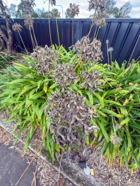 Ölü ve kuruyan çiçek başlarının yeşil ve canlı Agapanthus bitkilerinin fotoğrafı banliyödeki küçük bir otoparkın çit hattı boyunca uzanır..