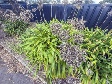 Ölü ve kuruyan çiçek başlarının yeşil ve canlı Agapanthus bitkilerinin fotoğrafı banliyödeki küçük bir otoparkın çit hattı boyunca uzanır..