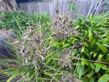 Ölü ve kuruyan çiçek başlarının yeşil ve canlı Agapanthus bitkilerinin fotoğrafı banliyödeki küçük bir otoparkın çit hattı boyunca uzanır..