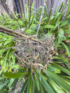 Ölü ve kuruyan çiçek başlarının yeşil ve canlı Agapanthus bitkilerinin fotoğrafı banliyödeki küçük bir otoparkın çit hattı boyunca uzanır..