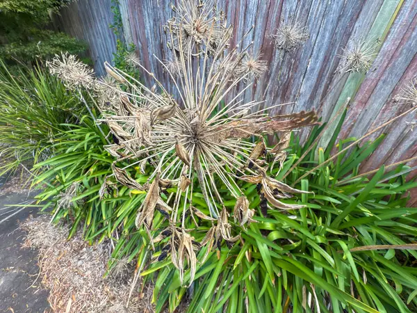 Ölü ve kuruyan çiçek başlarının yeşil ve canlı Agapanthus bitkilerinin fotoğrafı banliyödeki küçük bir otoparkın çit hattı boyunca uzanır..