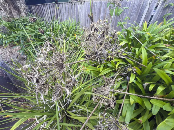 Ölü ve kuruyan çiçek başlarının yeşil ve canlı Agapanthus bitkilerinin fotoğrafı banliyödeki küçük bir otoparkın çit hattı boyunca uzanır..