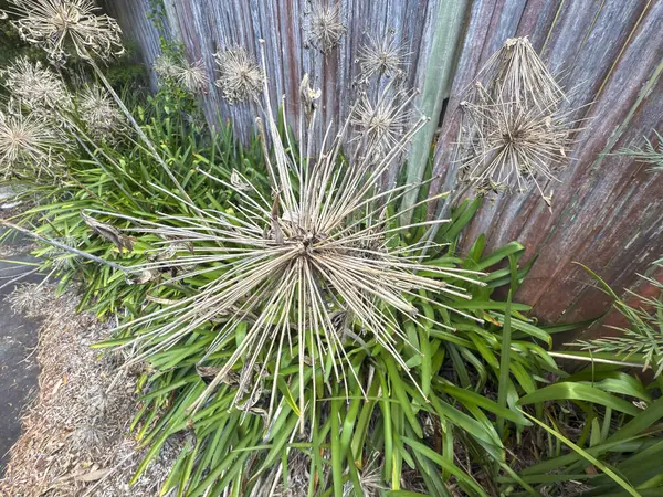 Ölü ve kuruyan çiçek başlarının yeşil ve canlı Agapanthus bitkilerinin fotoğrafı banliyödeki küçük bir otoparkın çit hattı boyunca uzanır..