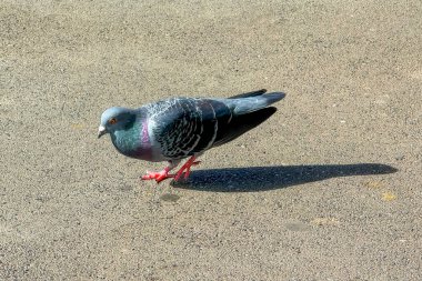Güneşli bir günde eski ve kirli beton bir patikada yürüyen renkli bir güvercinin fotoğrafı..