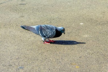 Güneşli bir günde eski ve kirli beton bir patikada yürüyen renkli bir güvercinin fotoğrafı..