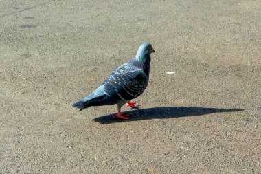 Güneşli bir günde eski ve kirli beton bir patikada yürüyen renkli bir güvercinin fotoğrafı..
