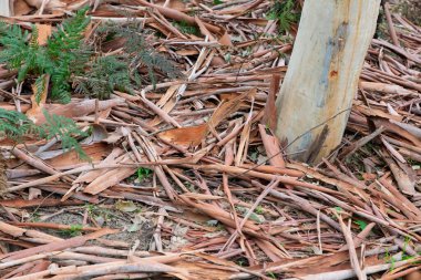 Ağaç kabuğunun fotoğrafı Avustralya 'nın NSW kentindeki Wollemi Ulusal Parkı' ndaki Capertee Vadisi 'ndeki Capertee Nehri yakınlarında yere savruldu..