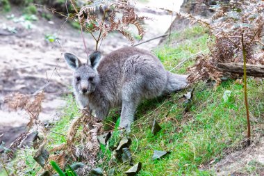Avustralya 'nın orta tablolarındaki Wollemi Ulusal Parkı' ndaki Capertee Vadisi 'ndeki çimenli bir yamaçta oturup yemek yiyen küçük bir Wallaby' nin fotoğrafı..