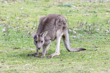 Wollemi Ulusal Parkı 'ndaki Capertee Vadisi' ndeki NSW, Avustralya 'nın merkez Tabloları' nda gün ortasında yemyeşil çimen yiyen küçük bir kangurunun fotoğrafı..