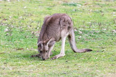Wollemi Ulusal Parkı 'ndaki Capertee Vadisi' ndeki NSW, Avustralya 'nın merkez Tabloları' nda gün ortasında yemyeşil çimen yiyen küçük bir kangurunun fotoğrafı..