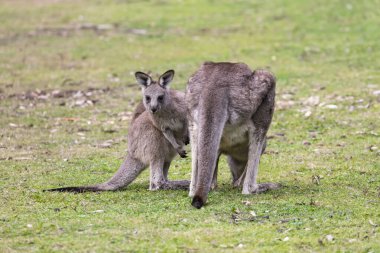 Photograph of a Kangaroo and Joey in the forest in Capertee Valley in the Wollemi National Park in the Central Tablelands of NSW, Australia.