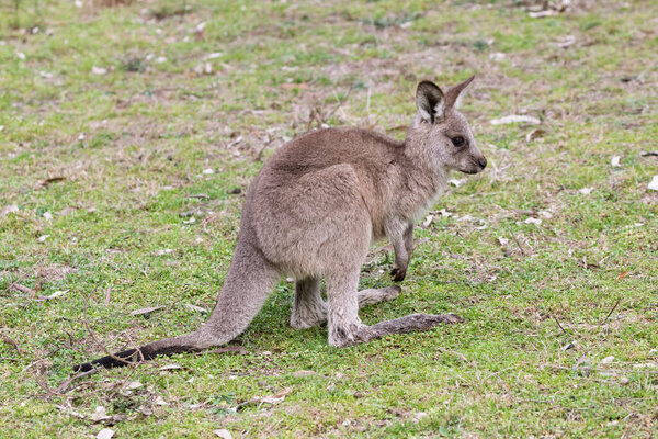 Фотография маленького кенгуру, стоящего на траве под полуденным солнцем в долине Каперти в Национальном парке Уоллеми в центральной части штата Нью-Йорк, Австралия.