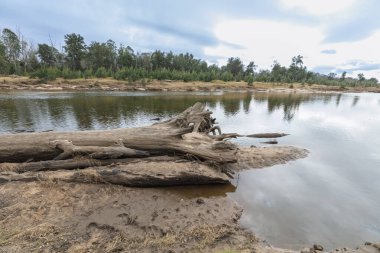 Avustralya 'nın Hawkesbury bölgesinde meydana gelen büyük sel felaketinin ardından Yarramundi Reserve' deki Grose Nehri 'nde düşen büyük bir ağacın fotoğrafını çek..