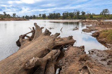 Avustralya 'nın Hawkesbury bölgesinde meydana gelen büyük sel felaketinin ardından Yarramundi Reserve' deki Grose Nehri 'nde düşen büyük bir ağacın fotoğrafını çek..