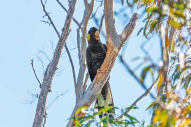 Sarı Kuyruklu Siyah Kakadunun fotoğrafı bir ağaçta oturup Avustralya 'nın NSW kentindeki Mavi Dağlar' daki ağaç kabuklarını yiyor..