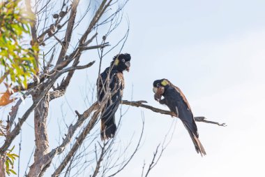 Avustralya, NSW 'deki Mavi Dağlar' da ağaçta oturup ağaç kabuklarını yiyen iki Sarı Kuyruklu Siyah Kakadunun fotoğrafı..
