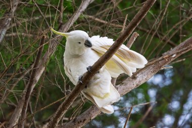 Avustralya 'nın NSW kentindeki Mavi Dağlar' daki evcil bir bahçede tüylerini dökerken yeşil yapraklı bir ağaçta oturan beyaz Sülfür Tepeli Kakadunun fotoğrafı..