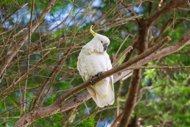 Avustralya 'nın NSW kentindeki Mavi Dağlar' daki evcil bir bahçede tüylerini dökerken yeşil yapraklı bir ağaçta oturan beyaz Sülfür Tepeli Kakadunun fotoğrafı..