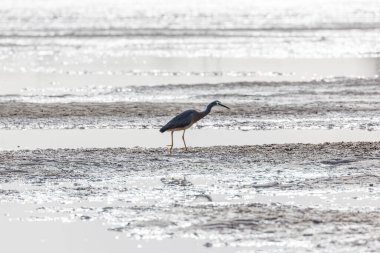 Avustralya, Yeni Güney Galler 'in Illawarra bölgesinde, Illawarra Gölü' nde balık avlayan beyaz yüzlü balıkçıl kuşunun fotoğrafı..