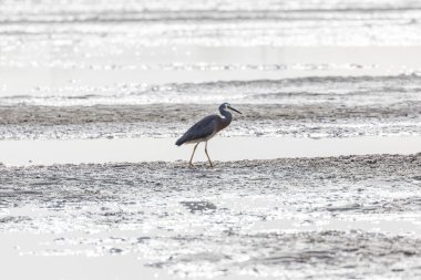 Avustralya, Yeni Güney Galler 'in Illawarra bölgesinde, Illawarra Gölü' nde balık avlayan beyaz yüzlü balıkçıl kuşunun fotoğrafı..
