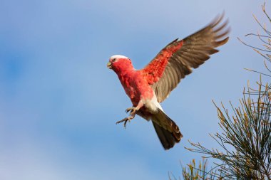 Avustralya, Yeni Güney Galler 'in Illawarra bölgesinde Illawarra Gölü yakınlarında uçan pembe ve gri bir Galah papağanı..