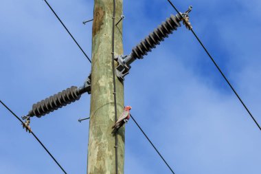 Avustralya 'nın Yeni Güney Galler bölgesinin Illawarra bölgesinde yüksek bir ahşap telefon direğinde duran pembe ve gri bir Galah papağanının fotoğrafı..