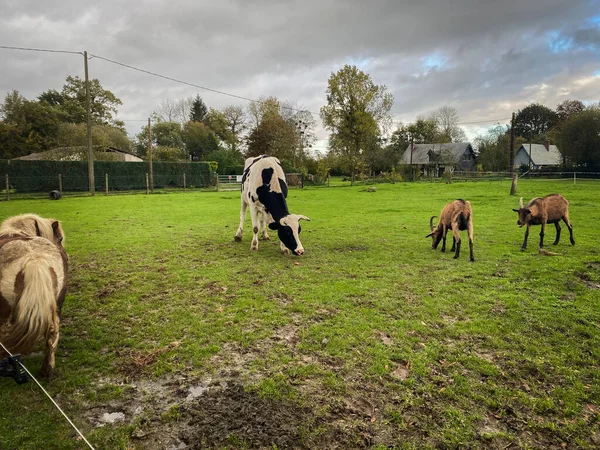 Tiere Auf Dem Bauernhof Schwarz Weiße Ochsenziege Und Ein Kleines — Stockfoto