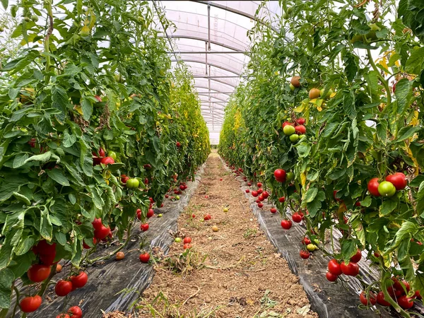 greenhouse tomatoes - ecological greenhouse and vegetables growing on the bush