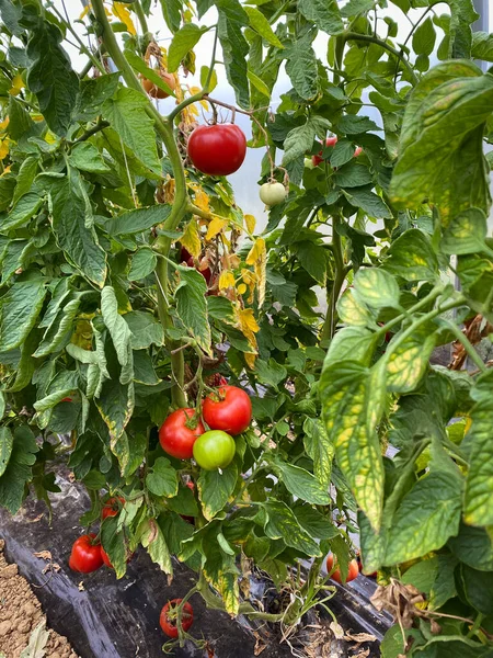 greenhouse tomatoes - ecological greenhouse and vegetables growing on the bush