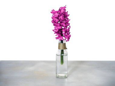 Beyaz arka planda vazoda sümbül fileto.