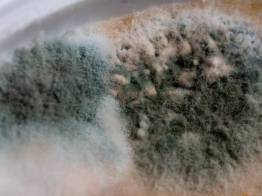 white mold on food, pate spoiled food, macro photo