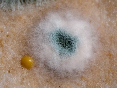 white mold on food, pate spoiled food, macro photo